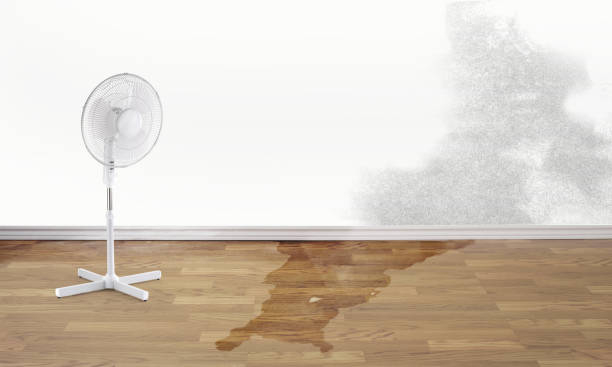 Best Water damage restoration experts  in Azalea Park, FL