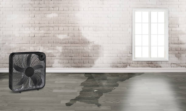 Best Commercial water damage restoration  in Azalea Park, FL