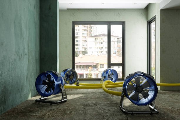 Best Mold removal after water damage  in Azalea Park, FL